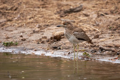 Dytík tmavý   (Burhinus vermiculatus)