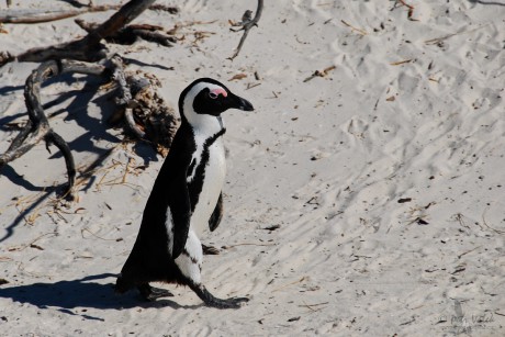 Tučňák brýlový (Spheniscus demersus)