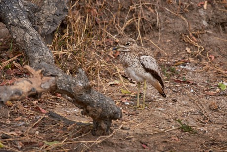 Dytík tmavý  (Burhinus vermiculatus)