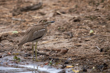 Dytík tmavý (Burhinus vermiculatus)