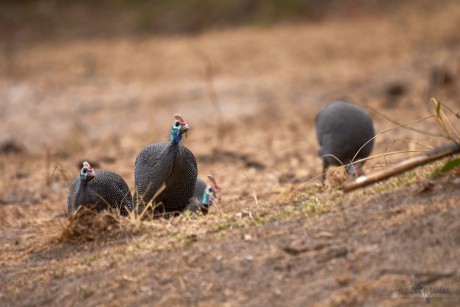 Perlička kropenatá  (Numida meleagris)