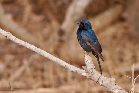 Drongo africký  (Dicrurus adsimilis)