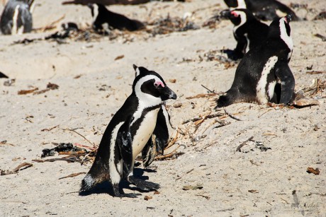 Tučňák brýlový  (Spheniscus demersus)