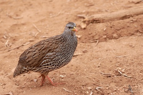 Frankolín natalský (Francolinus natalensis)