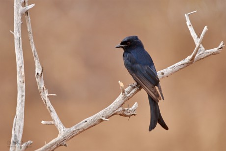 Drongo africký (Dicrurus adsimilis)