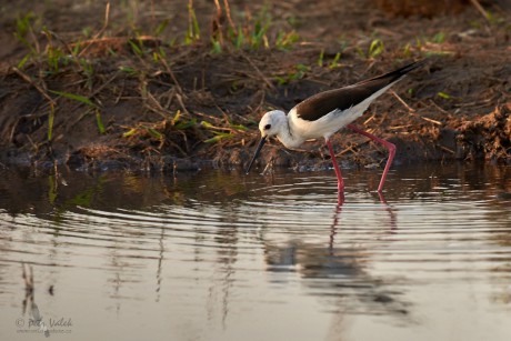 Pisila čáponohá  (Himantopus himantopus)