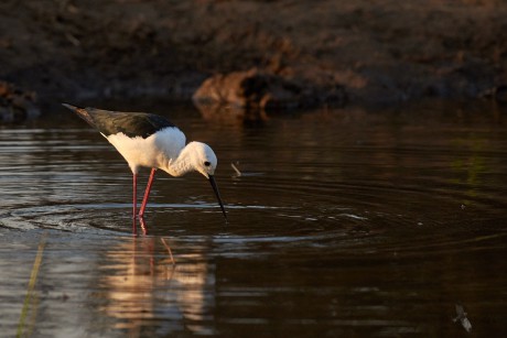 Pisila čáponohá (Himantopus himantopus)