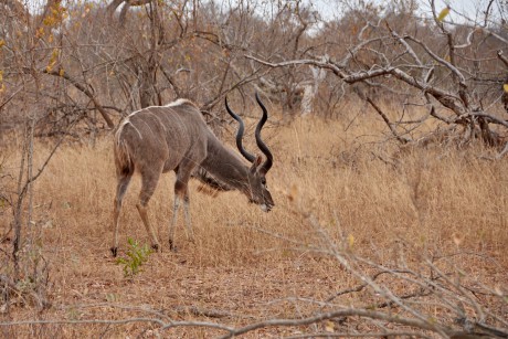 Kudu velký (Tragelaphus strepsiceros)