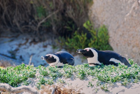 Tučňák brýlový   (Spheniscus demersus)