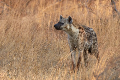 Hyena skvrnitá   (Crocuta crocuta)