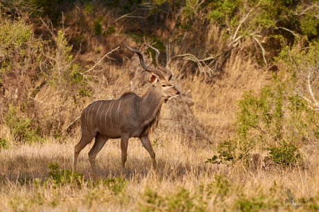 Kudu velký  (Tragelaphus strepsiceros)