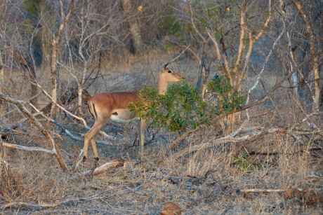 Impala (Aepyceros melampus)