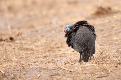 Perlička kropenatá (Numida meleagris)