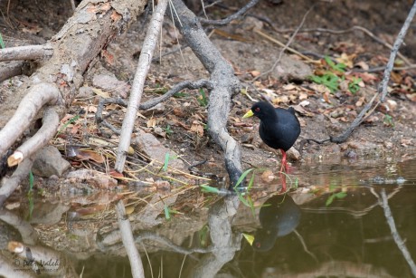 Chřástal žlutozobý    (Amaurornis flavirostris)