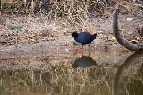 Chřástal žlutozobý   (Amaurornis flavirostris)