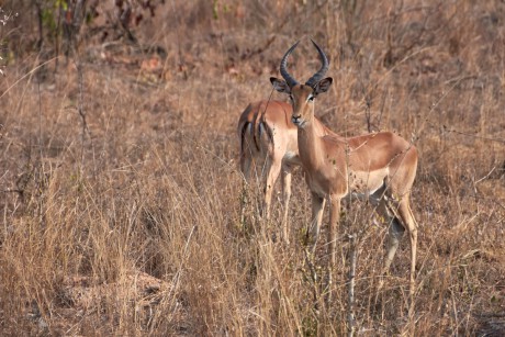 Impala    (Aepyceros melampus)