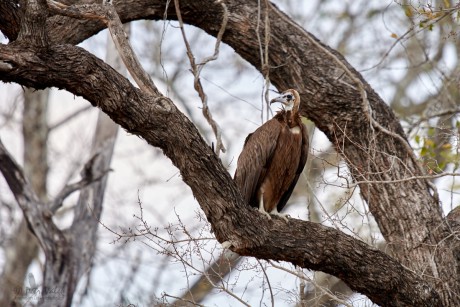 Sup kapucín (Necrosyrtes monachus)