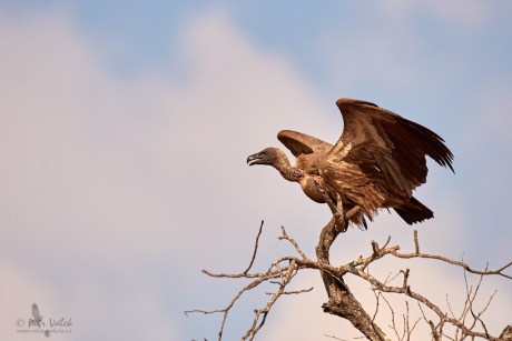 Sup africký    (Gyps africanus)