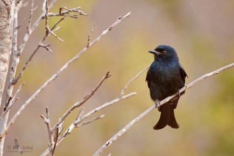 Drongo africký   (Dicrurus adsimilis)