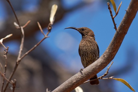 Strdimil senegalský (Chalcomitra senegalensis)