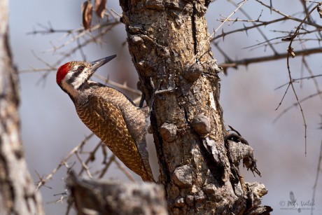 Datel vousatý  (Dendropicos namaquus)