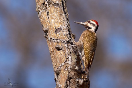 Datel vousatý (Dendropicos namaquus)