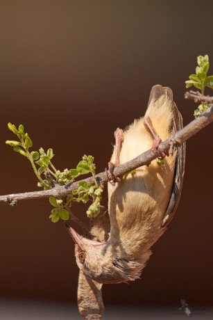 Pěnička jihoafrická   (Sylvietta rufescens)