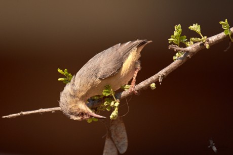 Pěnička jihoafrická (Sylvietta rufescens)