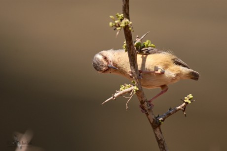 Pěnička jihoafrická  (Sylvietta rufescens)