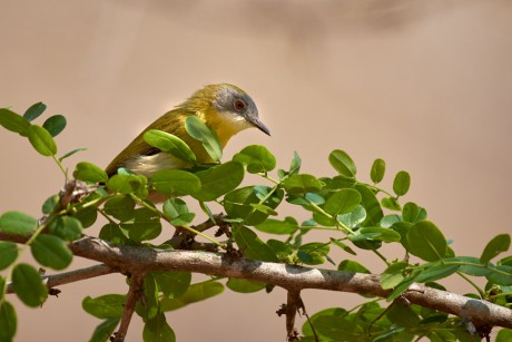 Prinie žlutoprsá   (Apalis flavida)