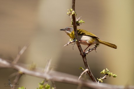 Prinie žlutoprsá  (Apalis flavida)