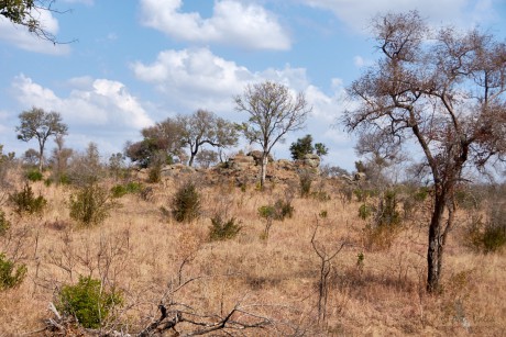 Bush, Kruger national park