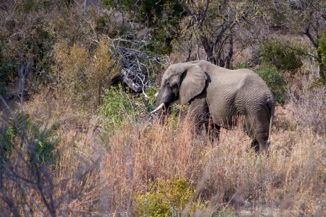 Slon africký      (Loxodonta africana)