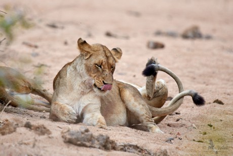 Lev pustinný      (Panthera leo)