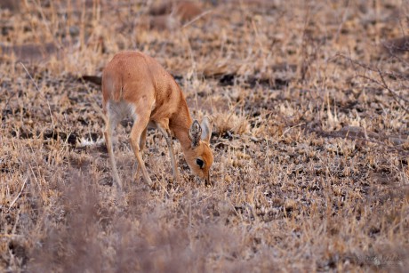 Antilopa trávní (Raphicerus campestris)