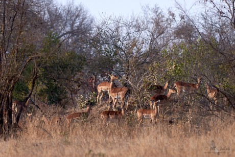 Impala     (Aepyceros melampus)