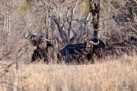 Buvol africký     (Syncerus caffer)