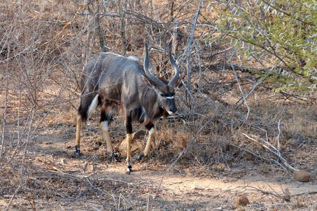 Nyala nížinná (Tragelaphus angasii)