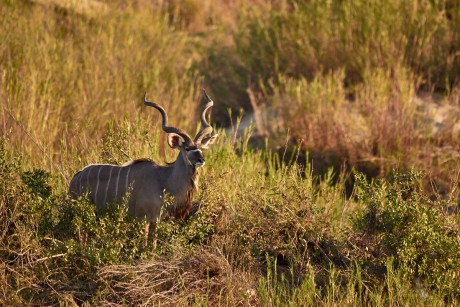 Kudu velký    (Tragelaphus strepsiceros)