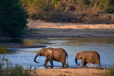 Slon africký     (Loxodonta africana)