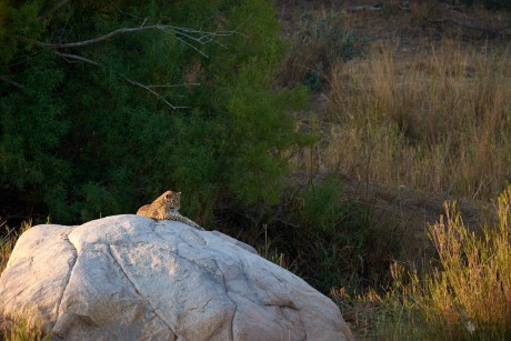 Levhart skvrnitý     (Panthera pardus)