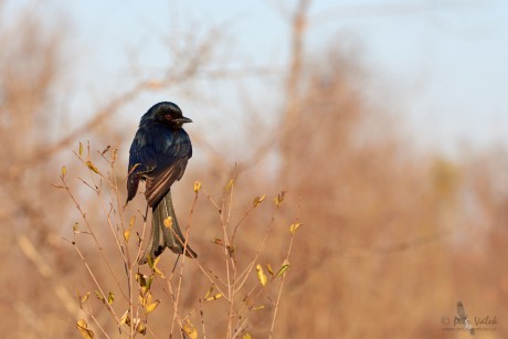 Drongo africký    (Dicrurus adsimilis)