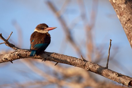 Ledňáček kápový (Halcyon albiventris)