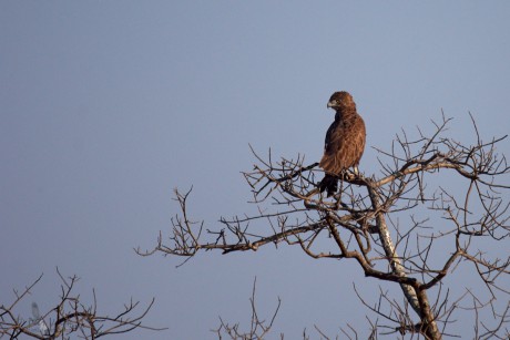 Orlík hnědý (Circaetus cinereus)