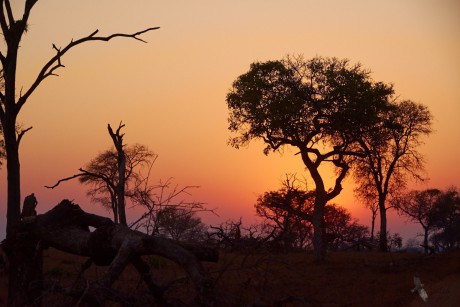 Bush,  Kruger national park