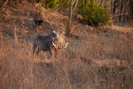 Prase savanové (Phacochoerus africanus)