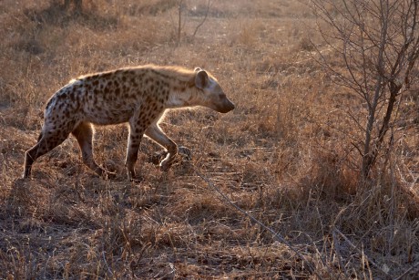 Hyena skvrnitá     (Crocuta crocuta)