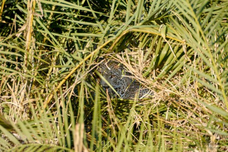 Levhart skvrnitý        (Panthera pardus)