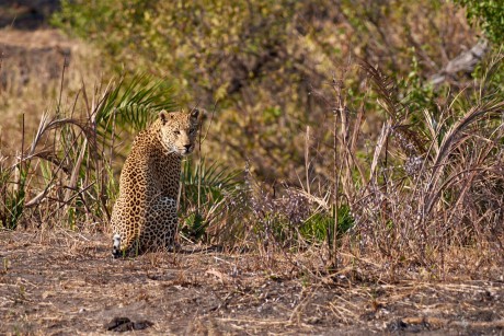 Levhart skvrnitý       (Panthera pardus)