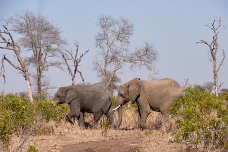 Slon africký       (Loxodonta africana)
